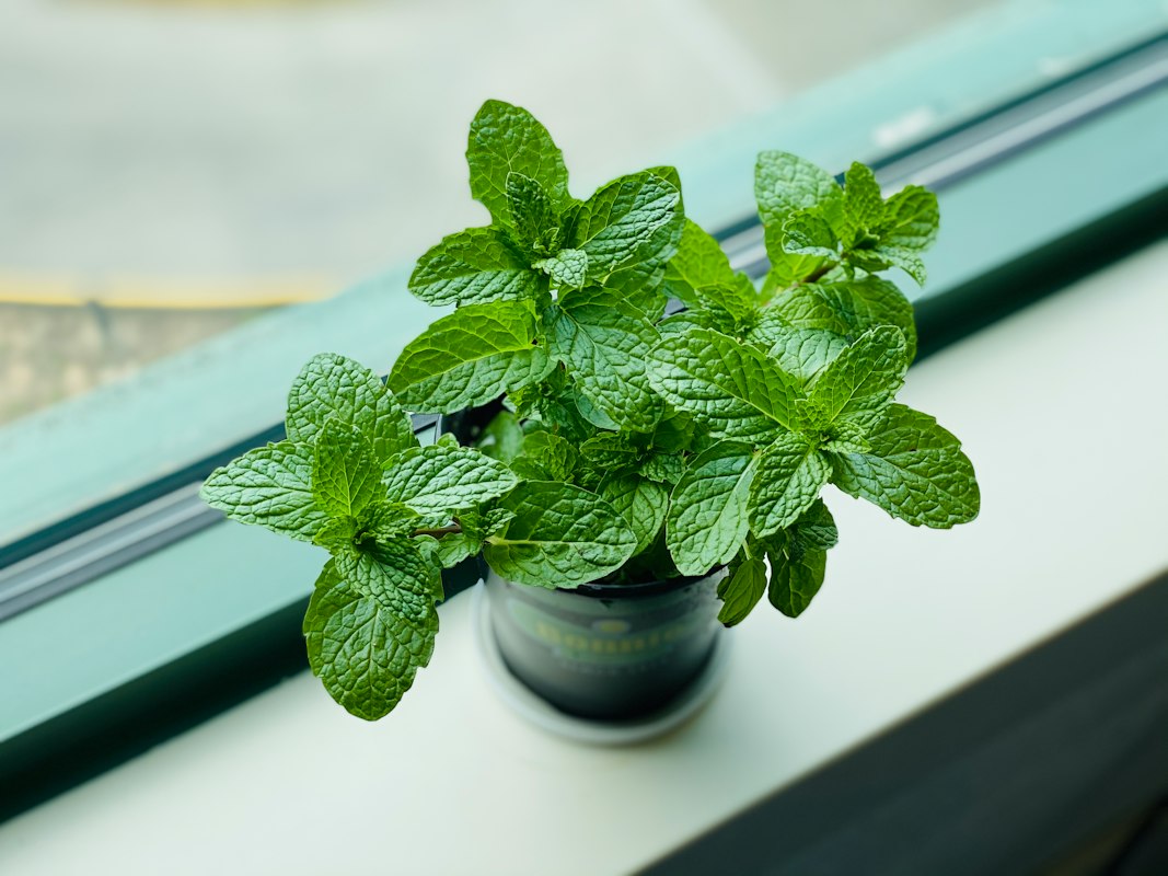 Mint Refresh Herbal Tea