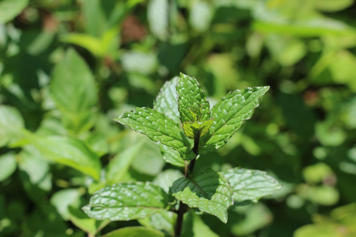 Mint & Ginger Cooler